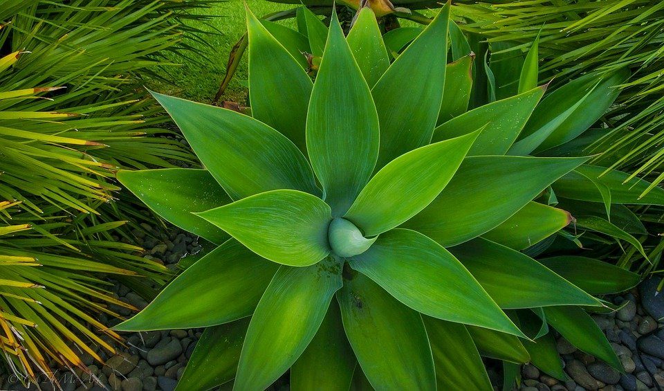 COMMON VEGAN AND NON VEGAN INGREDIENTS IN BEAUTY